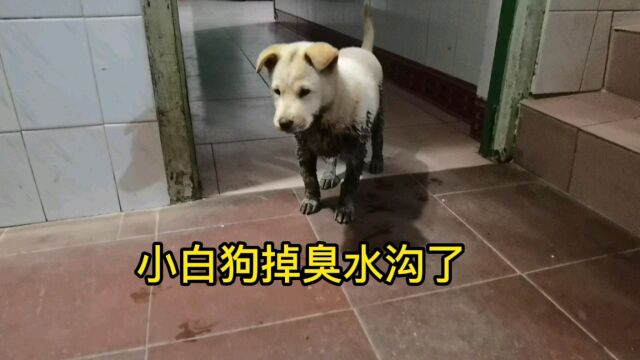 小白狗掉臭水沟,主人帮它擦干净,它居然不领情