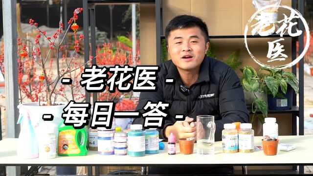 幸福树叶子变黄干枯落叶?绿天鹅比窦娥还冤?每日一答