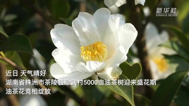 湖南茶陵:5000亩油茶花竞相盛开