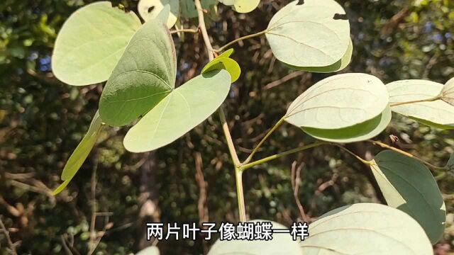 这种叫夜关门的植物,有奇特的叶子和种子,更有非常好的药用价值