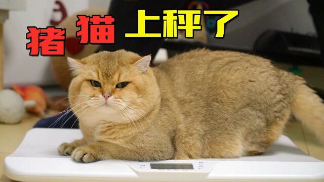 看起来像猪的猫,实际上有多重?