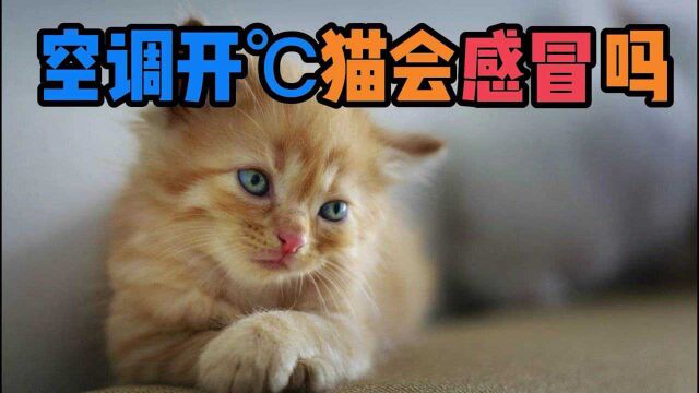 空调开℃猫会感冒吗