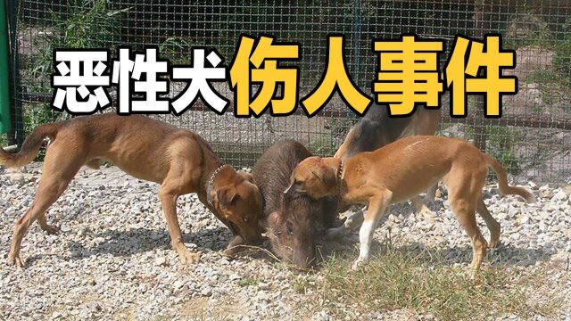 俩孩子接连被恶犬咬伤,瘫痪狗主赔16万取保候审,家属怒了