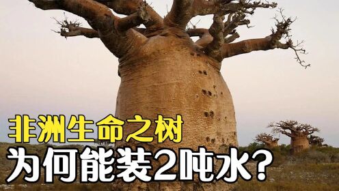 [图]一棵树能装2吨水，被称非洲“生命之树”，为何在我国用途却不同？