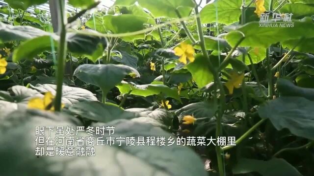 河南宁陵:冬日黄瓜翠 生活甜又美