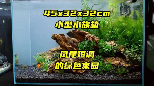 橙红凤尾短鲷的绿色家园,45x32x32cm的小型水族箱自然水族造景