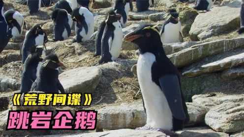 9.5高分纪录片《荒野间谍》。记录跳岩企鹅呆萌的日常生活。