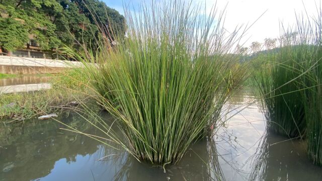 牙疼、牙痛不用愁,大家认识下农村的“牙痛草”,了解好处不吃亏