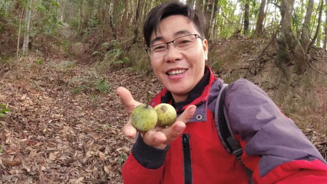 小伙独闯大山摘野果,发现稀有品种\