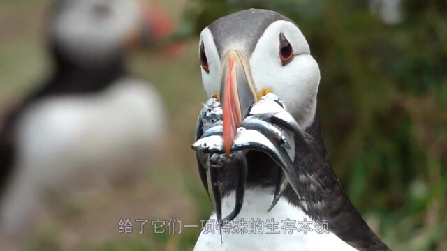 天上水里都能飞的神奇海鸟,为何强盗鸟最喜欢抢它们海洋小丑