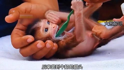 小猴子刚出生不久，却遭母猴冷漠对待，真是令人心寒