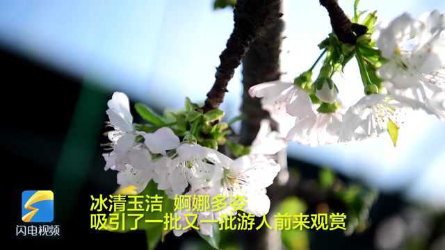 文登:大棚春意浓 樱桃花满枝