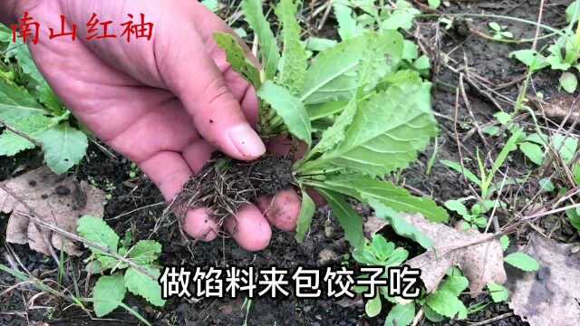 荔枝草又称“蛤蟆草”煮水,原来价值那么好?我赶紧挖几棵回家