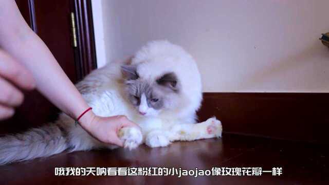 主人对猫狂吹彩虹屁,猫懵了,猫:铲屎官是傻了吗?