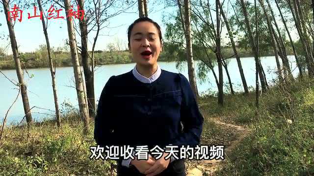 女人们的福音:地黄叶加蜂蜜好处真不少,谁用谁漂亮!