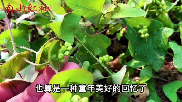 蛇药“杠板归”你认识吗?人称蛇退草,看看到底有啥用途