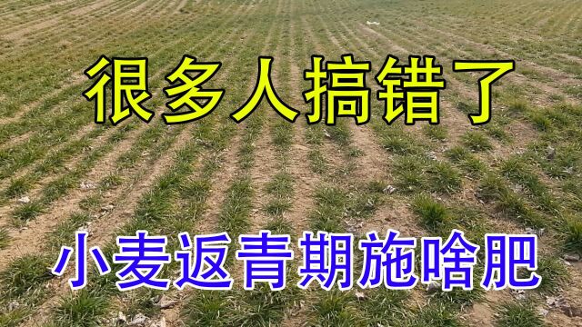 2022年小麦返青肥“别再”搞错了,记住这5点,助你高产挣大钱