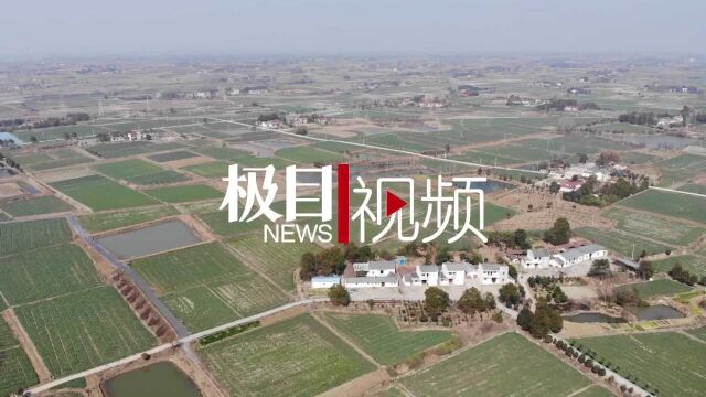 【视频】湖北沙洋县张池村:一株油菜花带动一个乡村实现美丽蜕变