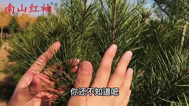 农村的松针火了,农民朋友抢着摘,到底有啥好?看完涨知识了