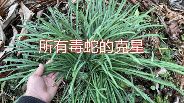 农村不起眼的“蛇胆草”,没想到它是所有毒蛇的克星,你家乡有吗