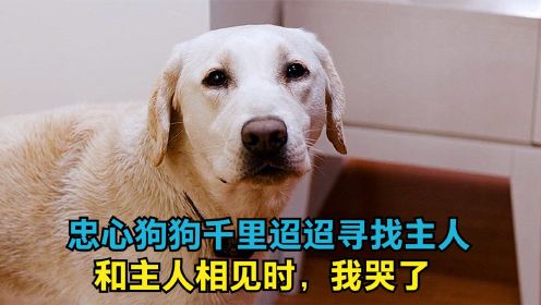 狗狗从天津到北京千里迢迢寻找主人，狗狗和主人相见时，我看哭了