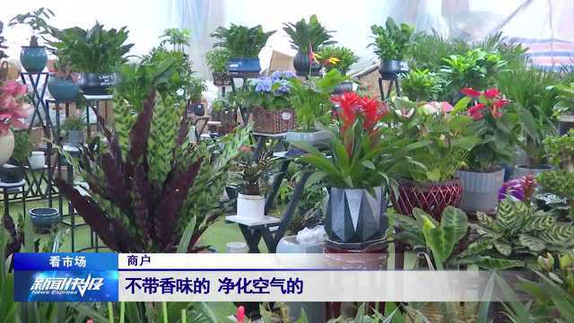 【看市场】花卉市场消费升温 品种选购有技巧