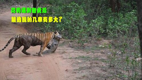 花豹遇到老虎后，能逃脱的几率有多大?它们的段位究竟有多高？