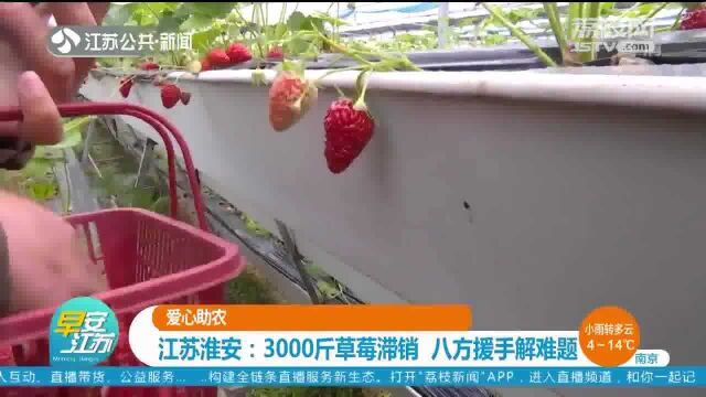 江苏淮安:3000斤草莓滞销 八方援手解难题