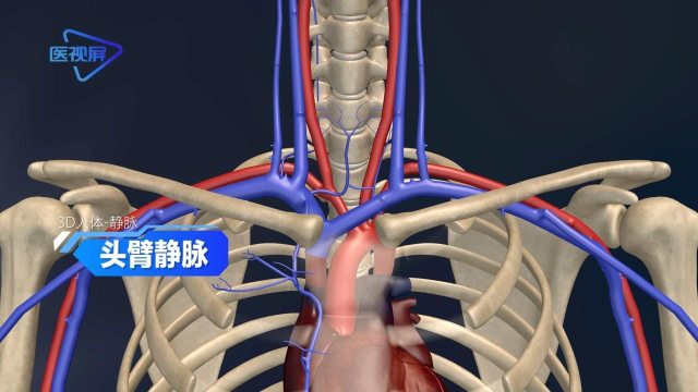 头臂静脉