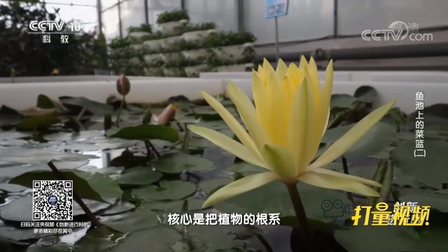 水培是一种新型的植物无土栽培方式,又名营养液培