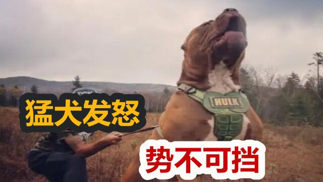 斗犬之王比特的祖先,斯塔福斗牛梗犬发怒势不可挡