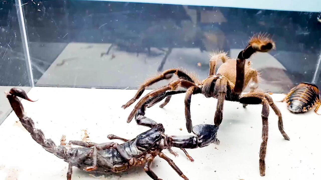 蝎子vs蜘蛛 终极对决 谁能更胜一筹?_腾讯视频