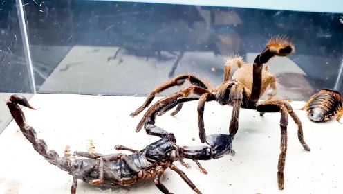 蝎子vs蜘蛛 终极对决 谁能更胜一筹？