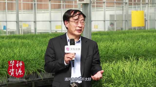 【慧客室】水培解决韭蛆问题!技术难题和经济效益怎么样?答案都在这里了