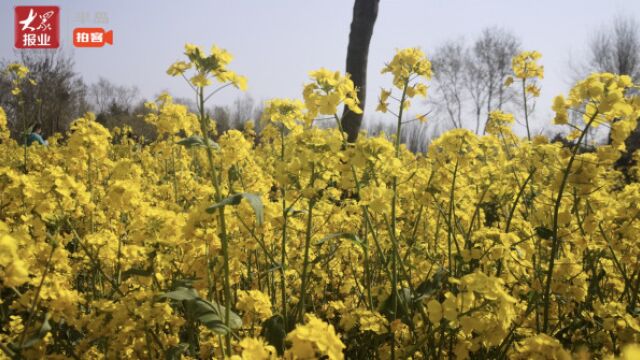 半岛拍客|一片金黄,油菜花海!到青岛这个公园打卡,免费!