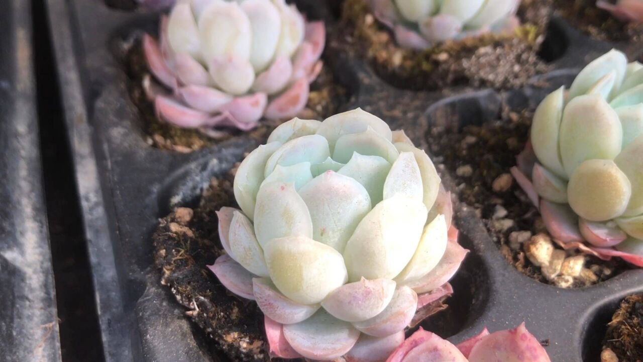 区分多肉贝瑞与冰莓只需看这两点