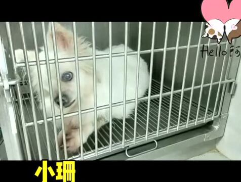 每日反馈|库利南、犀牛反馈;云养感谢反馈;其它派宝在积极治疗/等家中