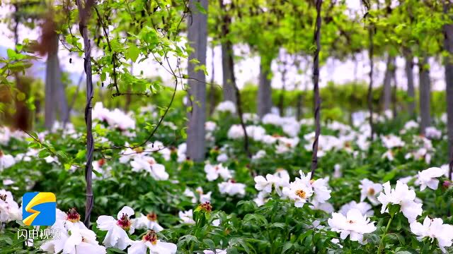 兰陵:芳菲四月 白牡丹如约绽放