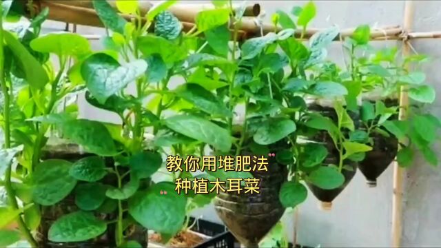 教你在家种植木耳菜