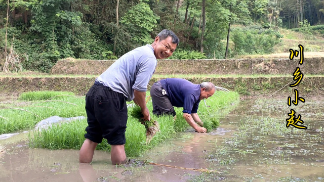 春耕插秧,一分耕耘一分收获,弯腰一天才知粒粒皆辛苦
