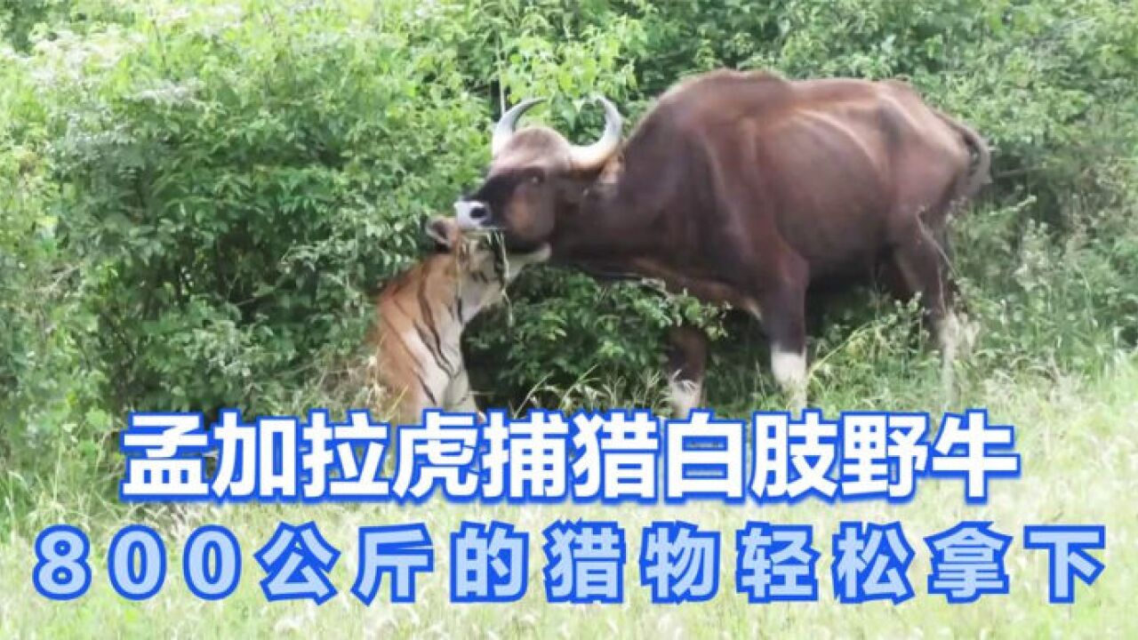 孟加拉虎捕猎白肢野牛,800公斤的猎物轻松拿下,不愧为森林之王