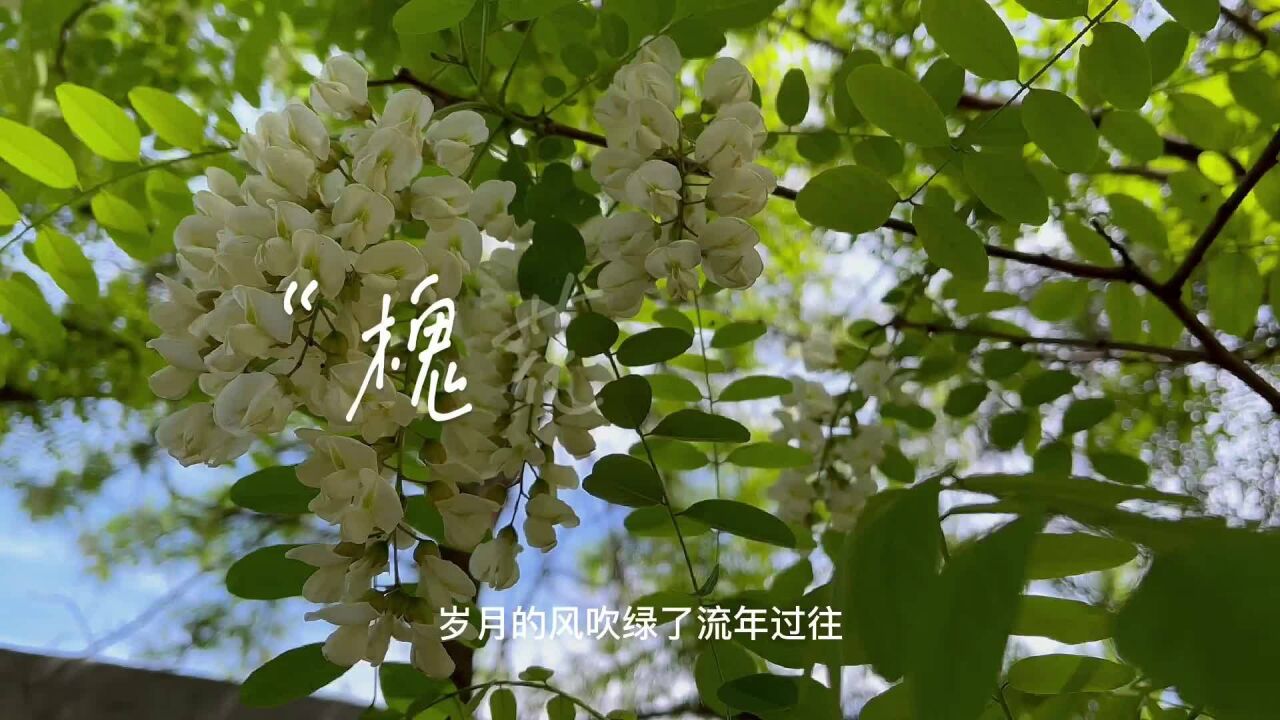 4月30日槐花,和儿时小伙伴