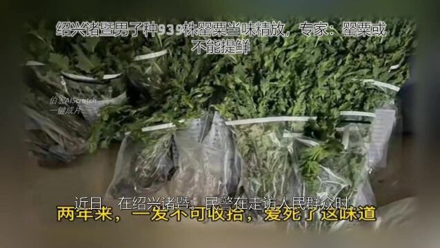 绍兴诸暨男子种939株罂粟当味精放,专家:罂粟或不能提鲜.mp4720.(横).1275