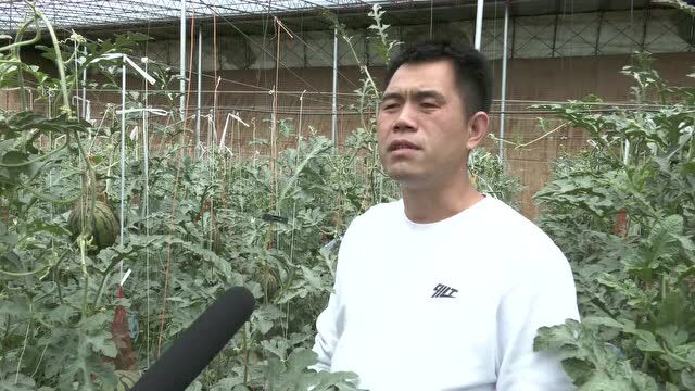 承安镇东紫烟农民吴志锋:巧打时间差 温室大棚西瓜抢先上市