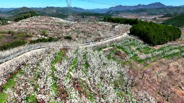 “红香梨韵ⷩ†‰美春天”第十四届天津市蓟州区梨园情旅游文化节