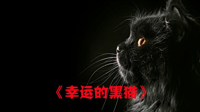 高分治愈短片,这是一只可以带来幸运的黑猫,来许个愿吧.