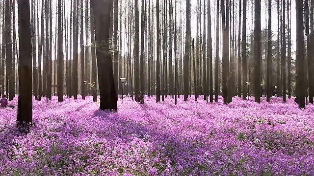 百花诗集十三之二月兰