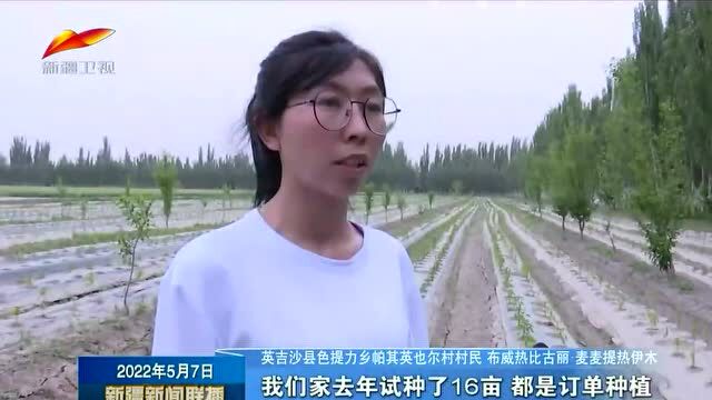 英吉沙县:特色辣椒产业带动群众增收致富