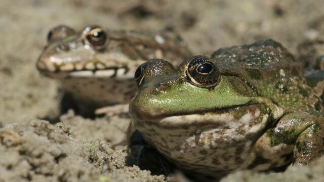 野生动物 青蛙 动物摄影 自然 户外