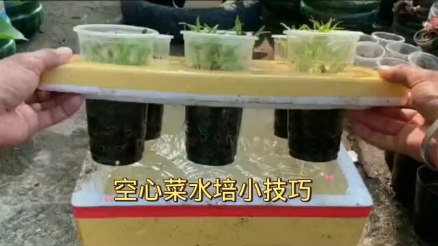 水培蔬菜 非常简单实用的空心菜水培小技巧